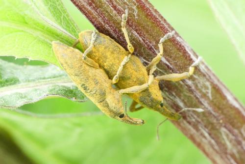 Lixus pulverulentus